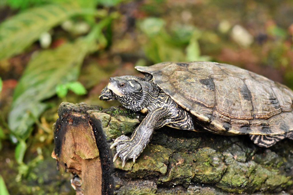 turtle tortoise best house pet